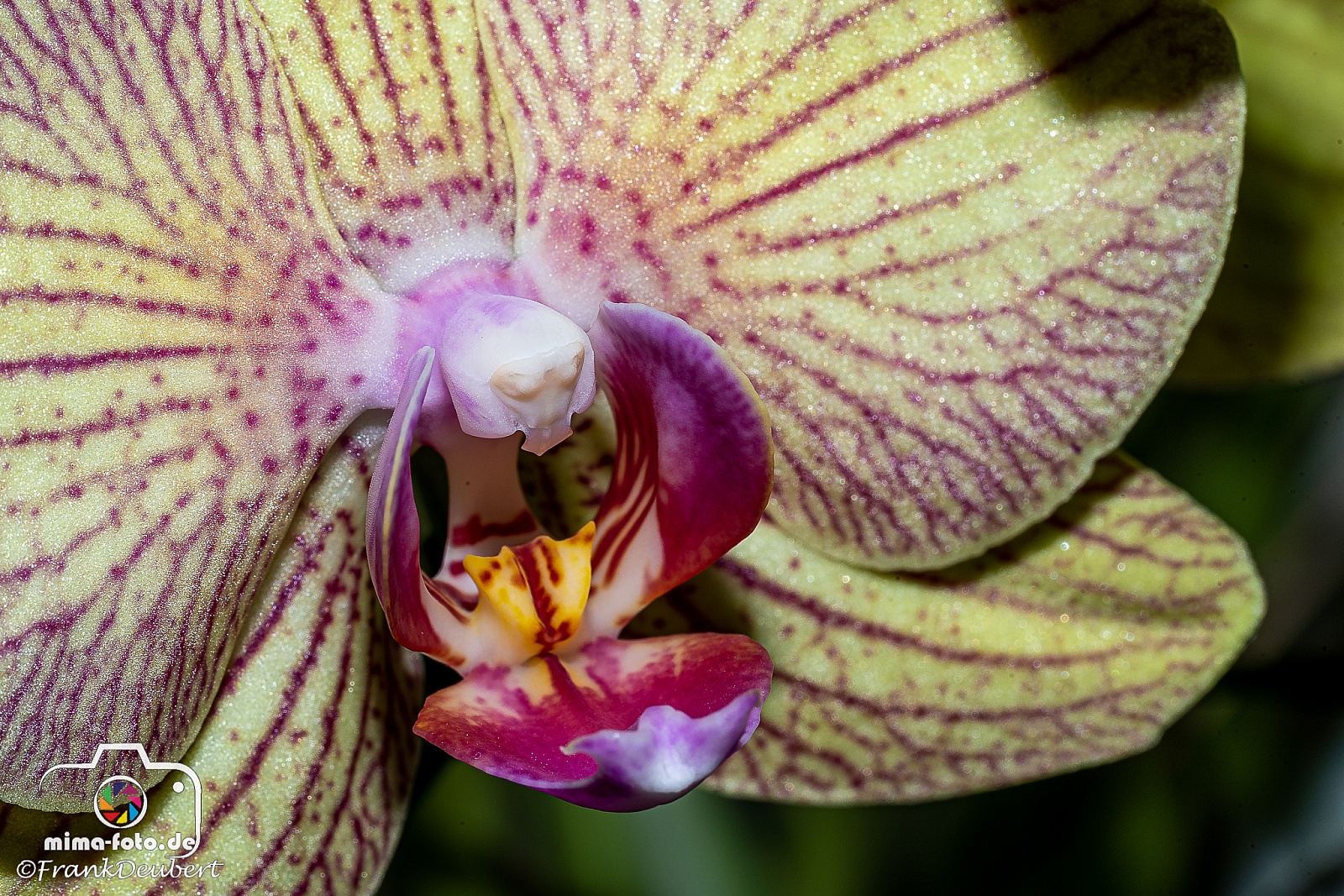 Orchideenblüte - Makroaufnahmen