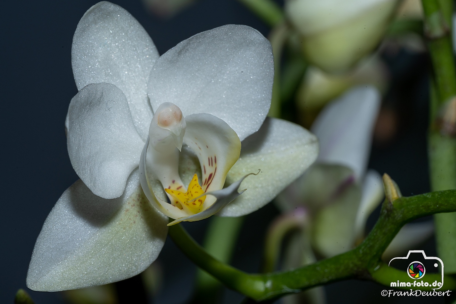 Orchideenblüte - Makroaufnahmen