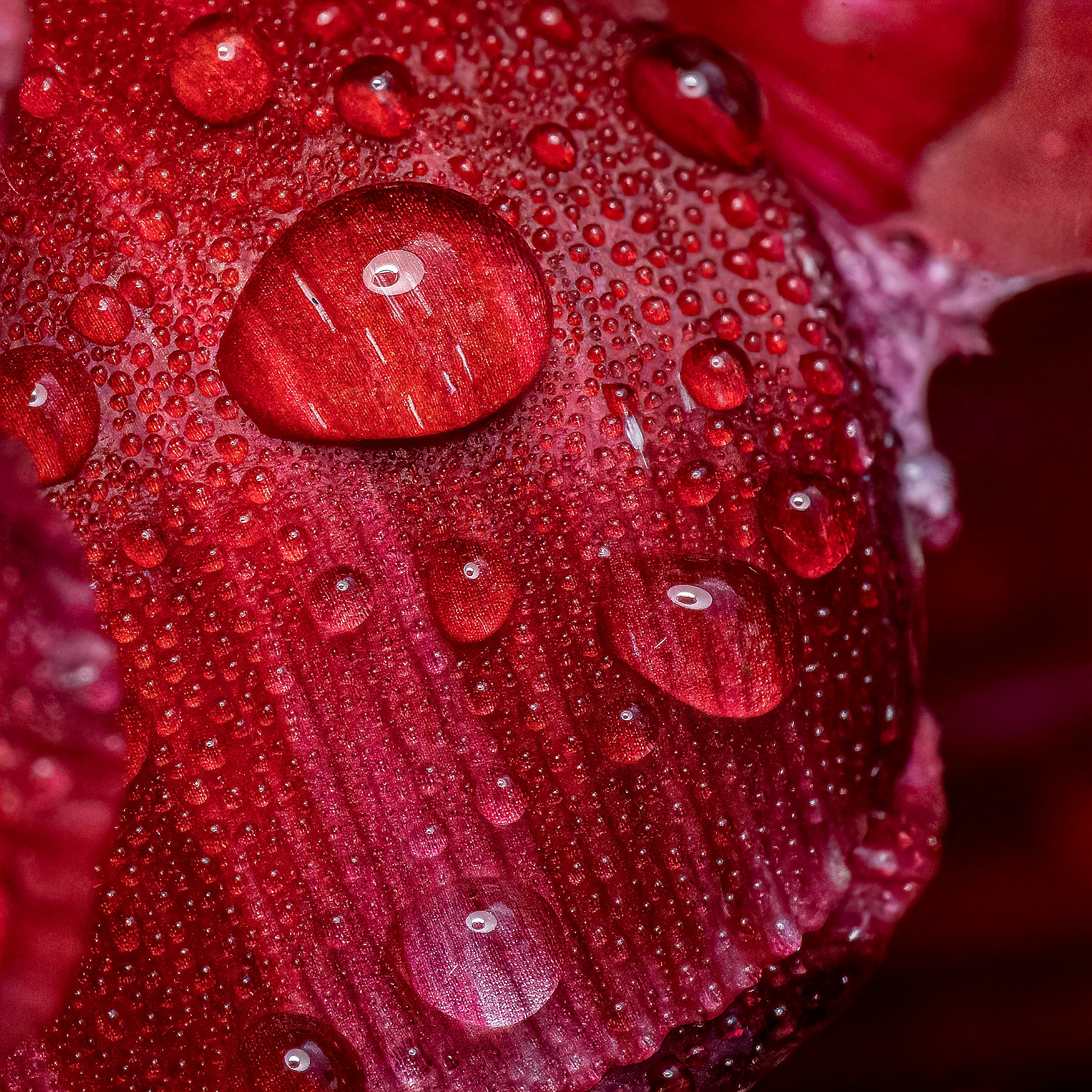 Tulpe nach dem Regen - Makroaufnahmen