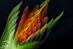 Tulpenkunst - NEUE BILDER