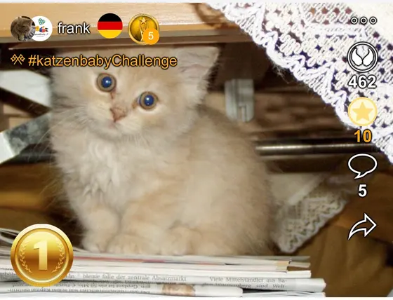 1. Platz bei der katzenbabyChallenge