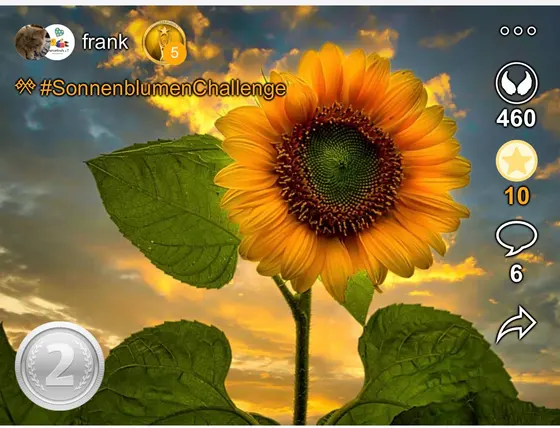 2. Platz bei der  Sonnenblumenchallenge