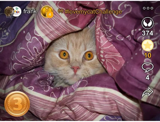 3. Platz bei der lovemycatChallenge