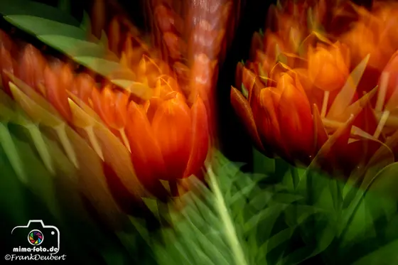 Experimentelles Foto (Bild 58)