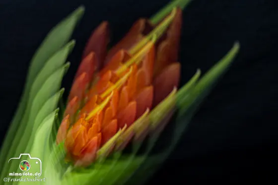 Experimentelles Foto (Bild 60)