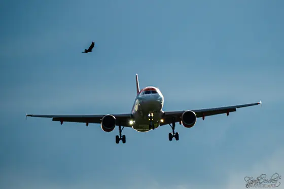 Planespotting-Foto (Bild 4)