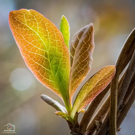Naturfoto (Bild 11)