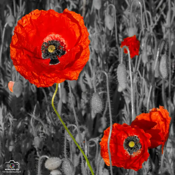 Naturfoto (Bild 14)
