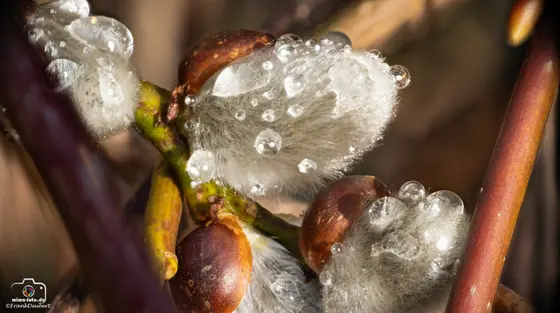 Naturfoto (Bild 19)