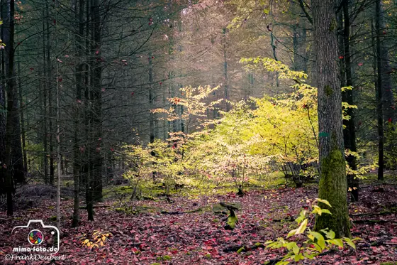 Naturfoto (Bild 23)