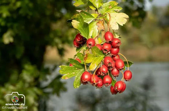 Naturfoto (Bild 24)