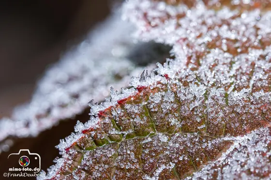 Naturfoto (Bild 26)