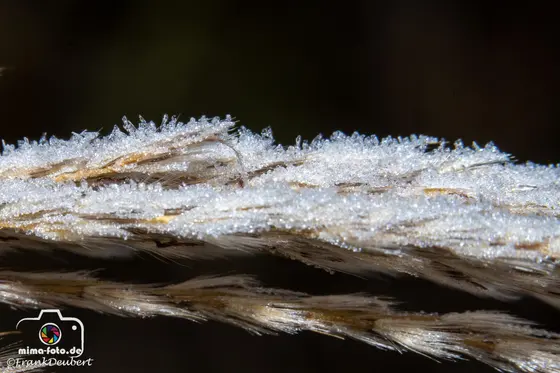 Naturfoto (Bild 28)
