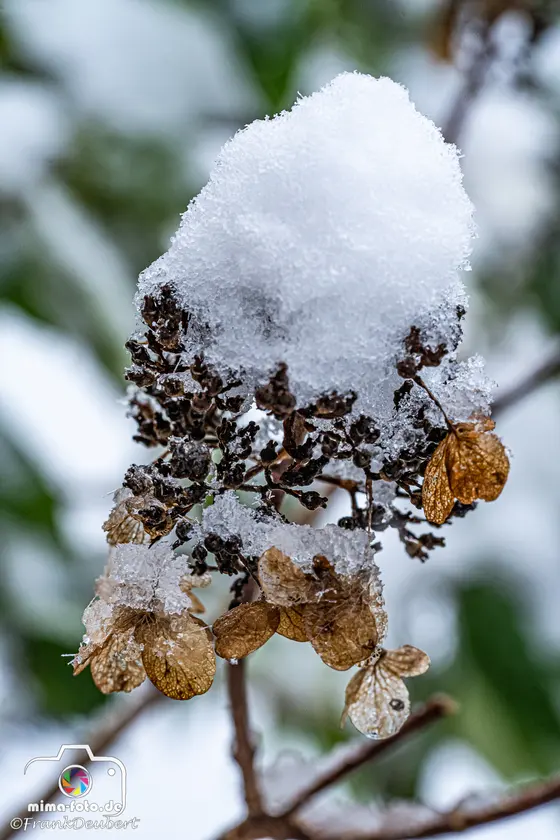 Naturfoto (Bild 33)