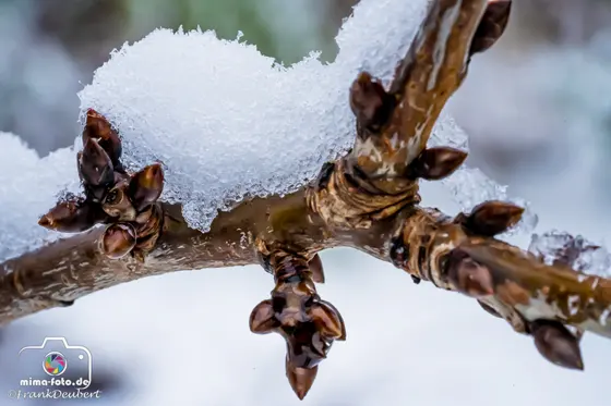 Naturfoto (Bild 34)