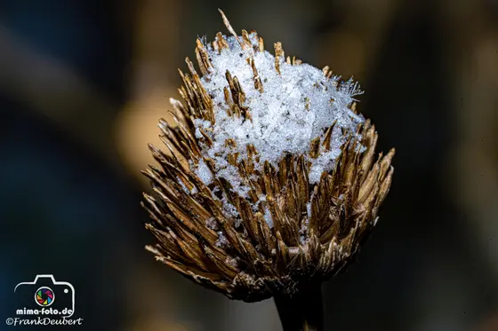 Makroaufnahme (Bild 84)