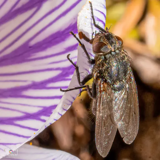 Tierfoto (Bild 7)