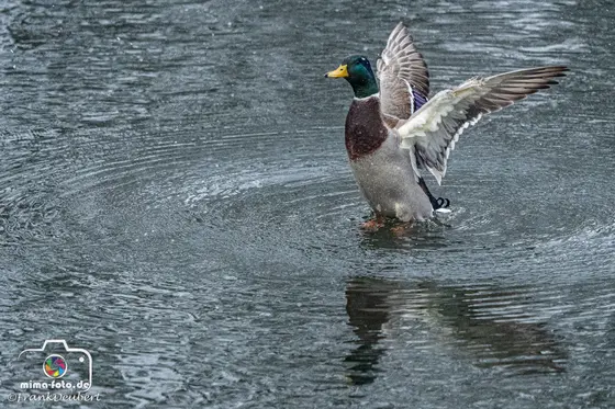 Tierfoto (Bild 13)